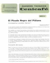 <p>(avt0120)El Picudo Negro del Plátano /Cosmopolites sordidus/ Germar. (avt0120)</p>