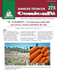 <p>(avt0275)‘El colorao’, un maíz para intercalar con zocas y nuevas siembras de café. (avt0275)</p>