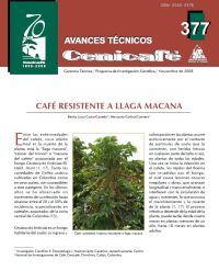<p>(avt0377)Café resistente a llaga macana. (avt0377)</p>